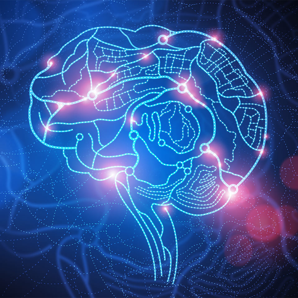 Illustration of the brain that looks like a map