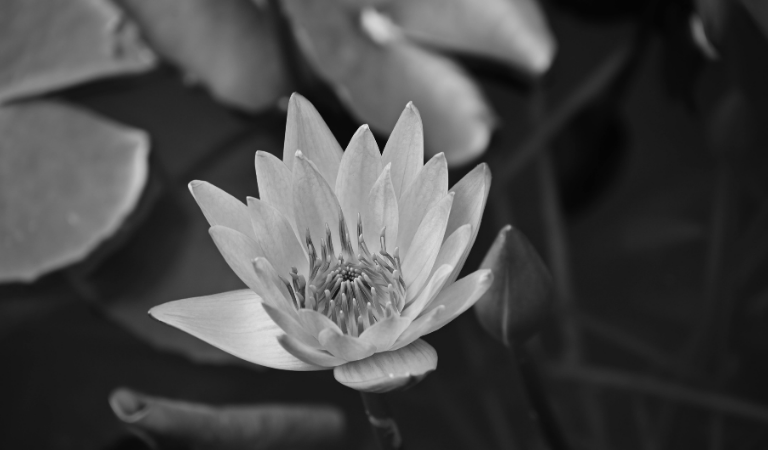 Black Lotus