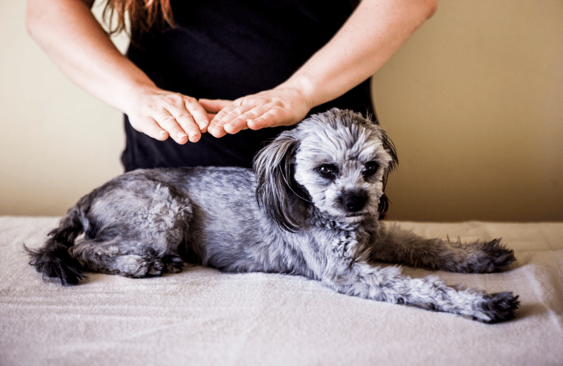 Animal Reiki and Specialist Rates
