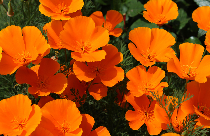 orange poppy flowers