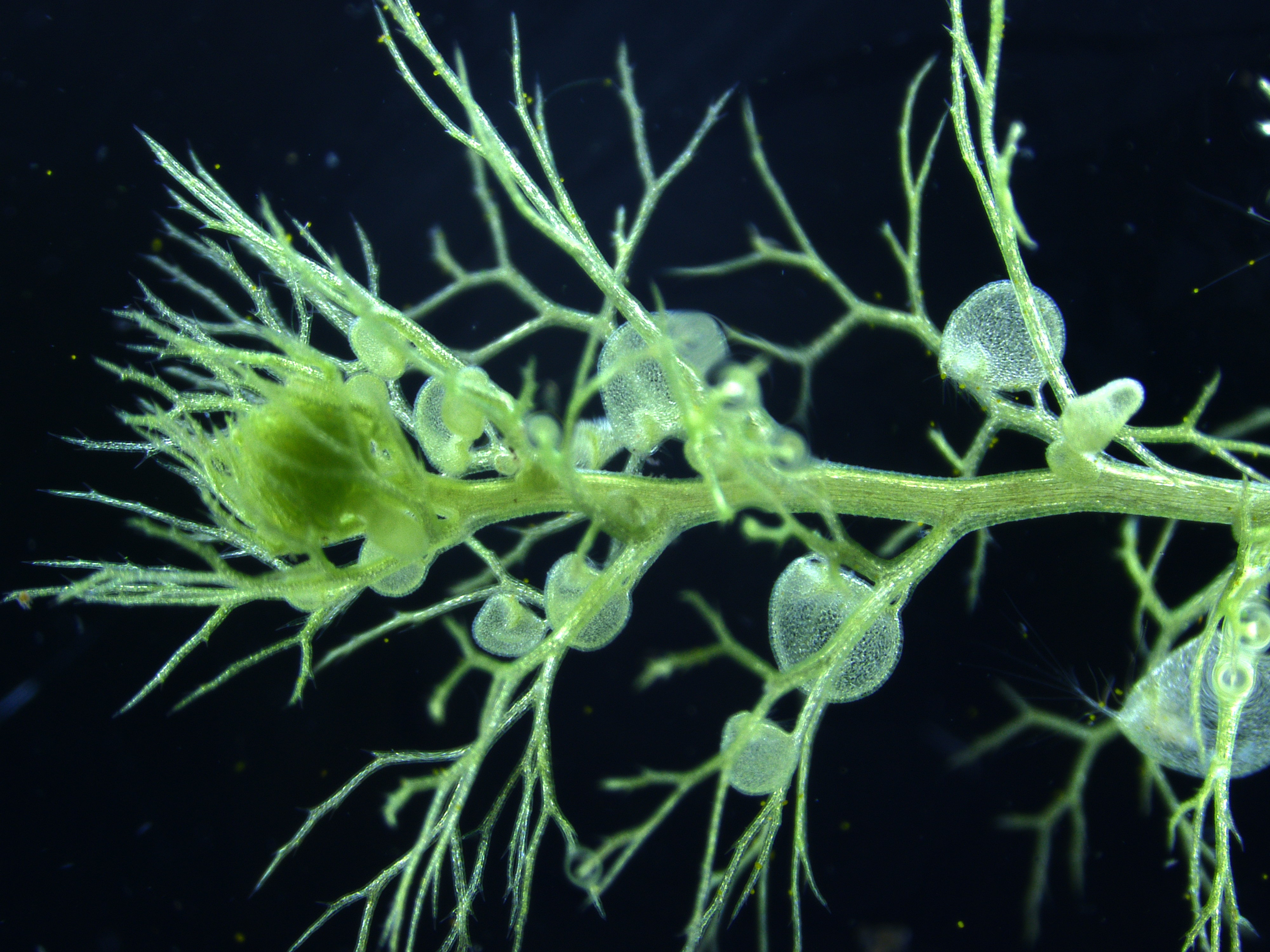 Bladderwort in its natural environment, carnivorous plants