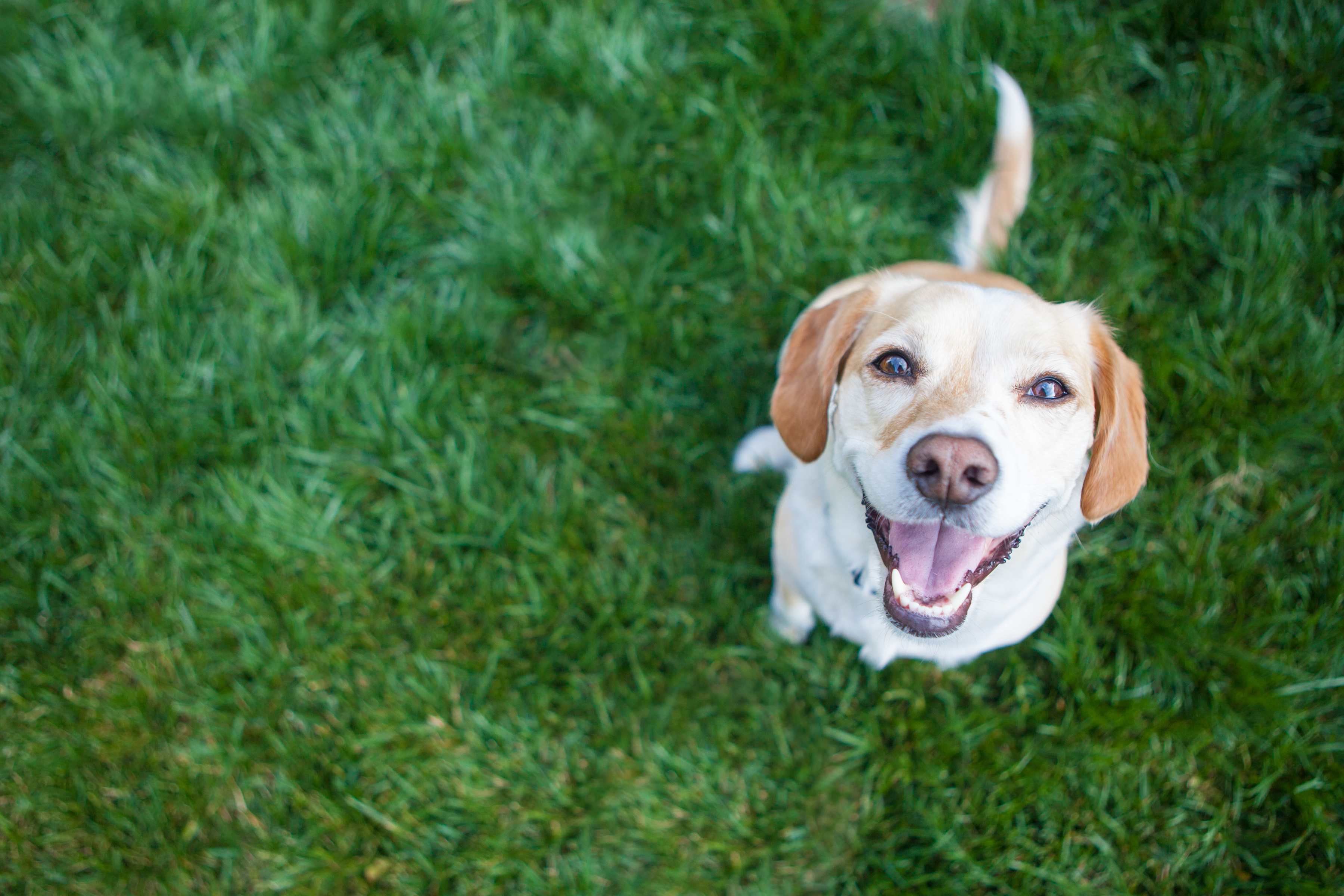 Golden retriever smiling on grass