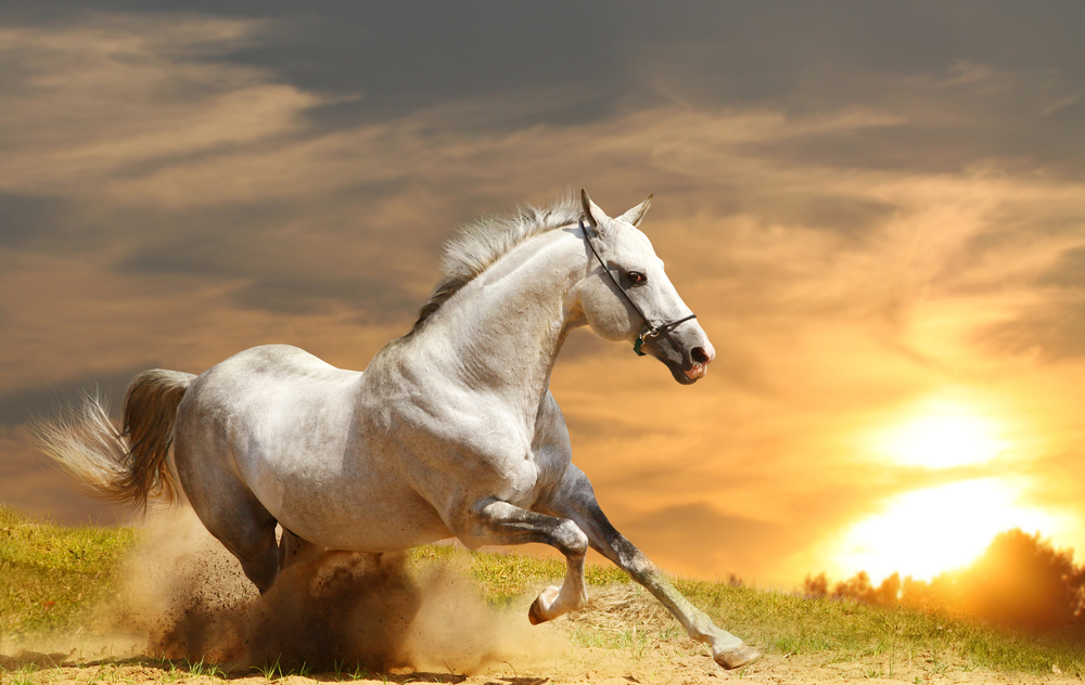 White horse at sunset