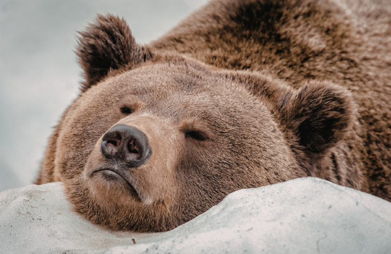 bear lying asleep