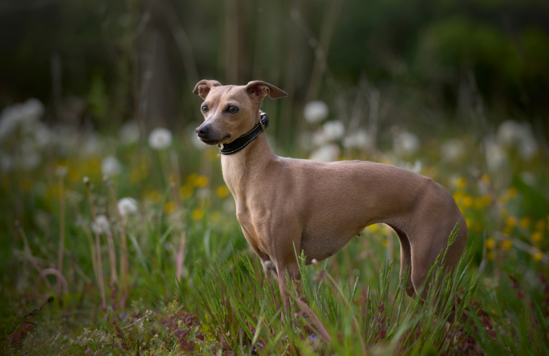 Dogs for Older Owners Who Enjoy Walking