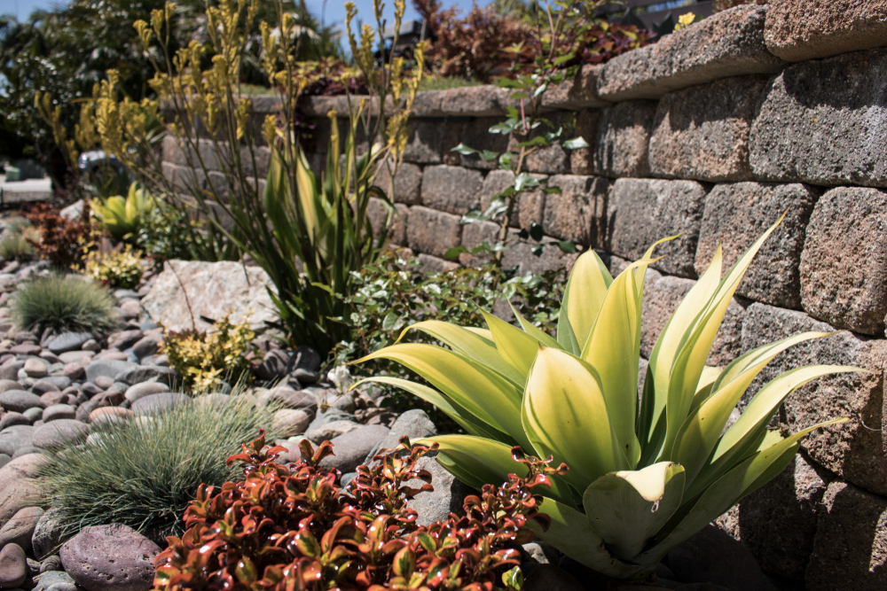 Lots of drought-tolerant plants surrounded by stones in a garden