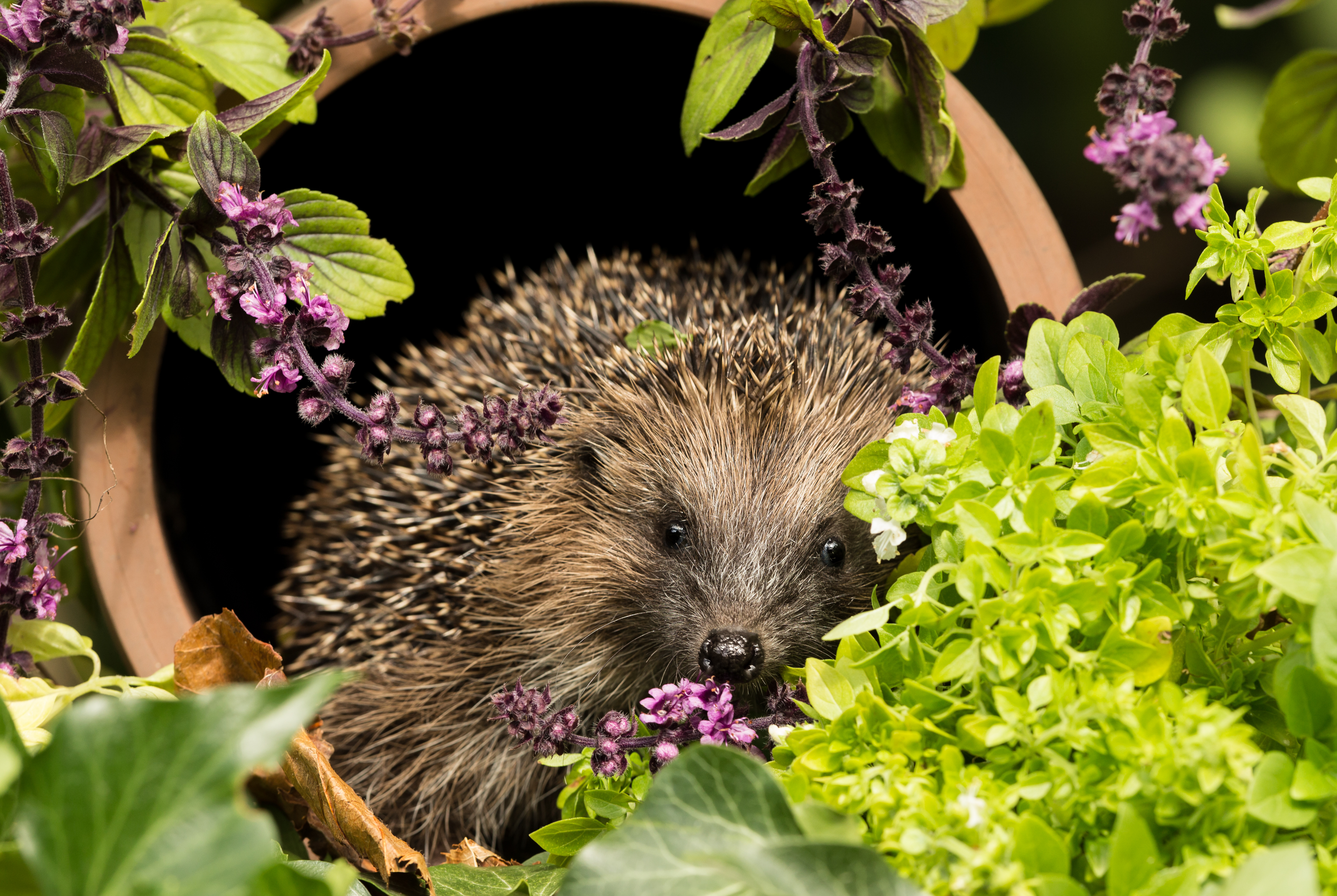 Image of a hedgehog in a garden