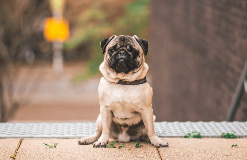pug in garden