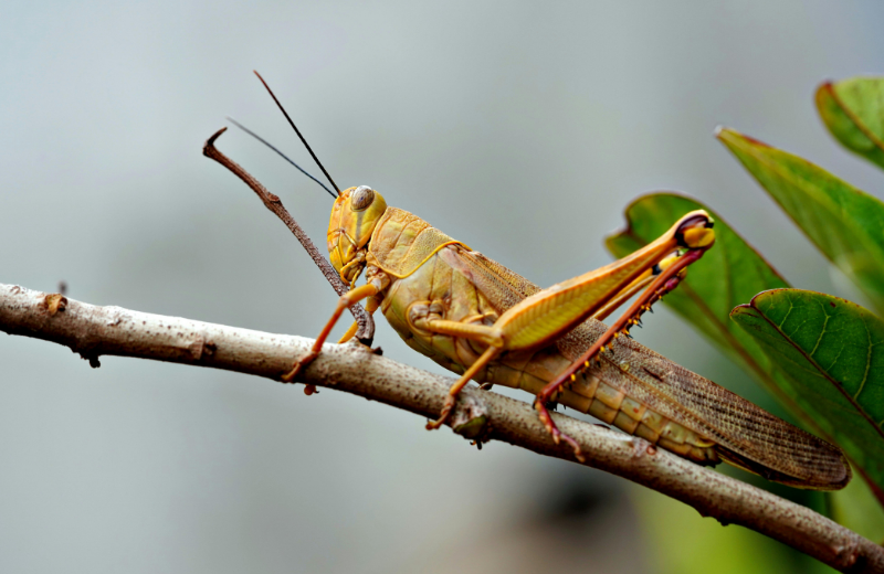 Grasshopper Colour Meanings