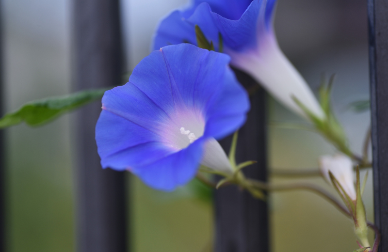 dark purple morning glory flowers