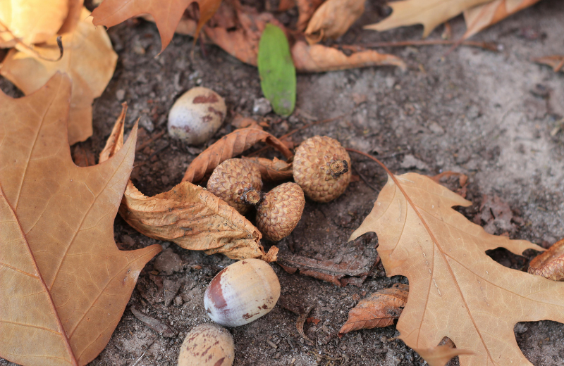 acorns on the ground with autumn leaves