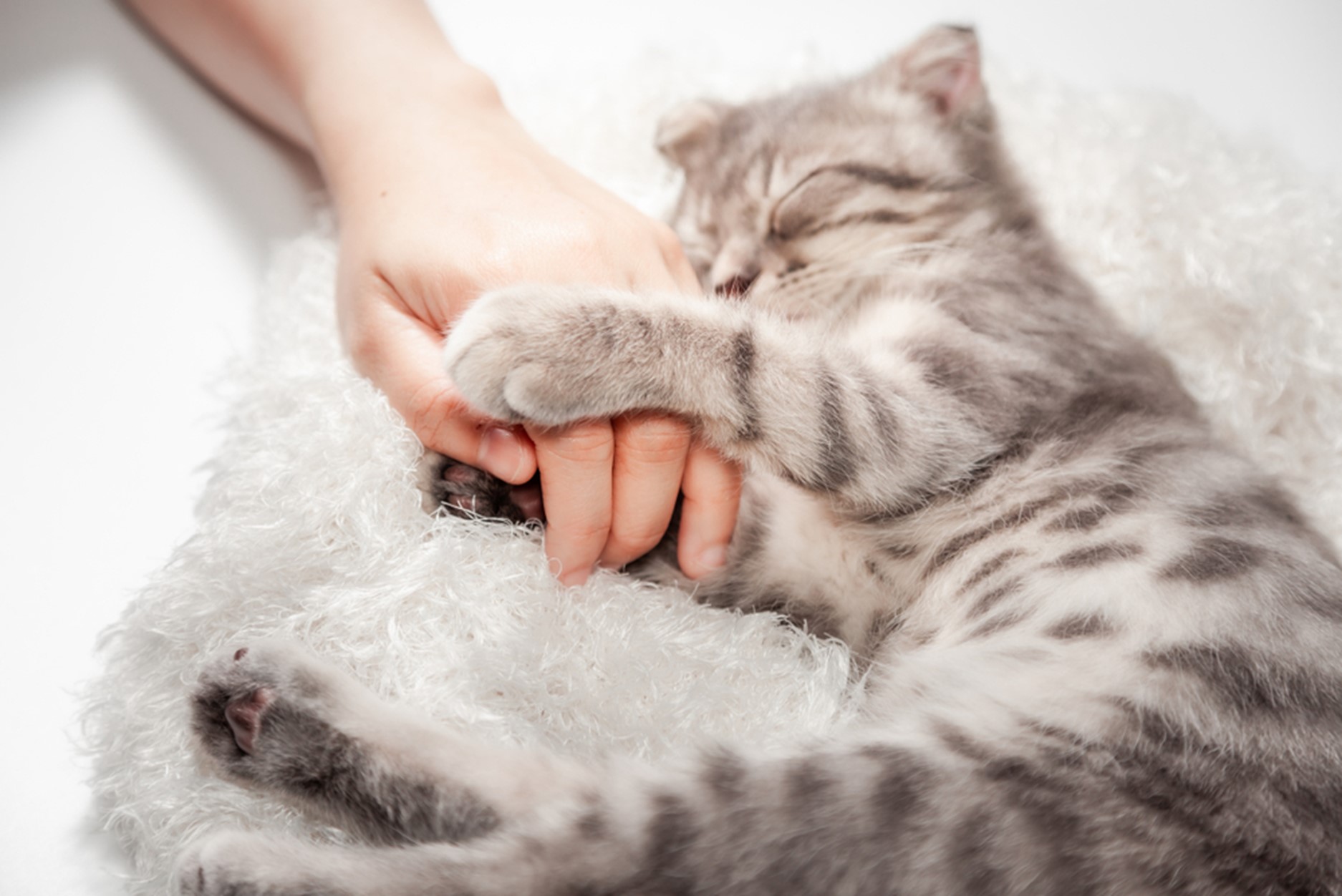 A person holding a cat
Description automatically generated with medium confidence