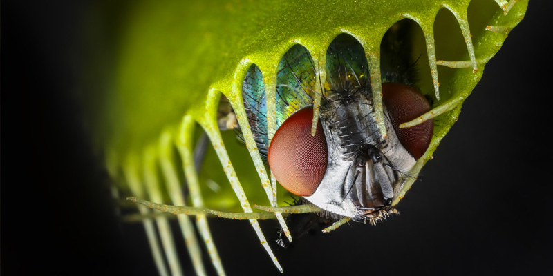 Venus flytrap in its natural environment, carnivorous plants