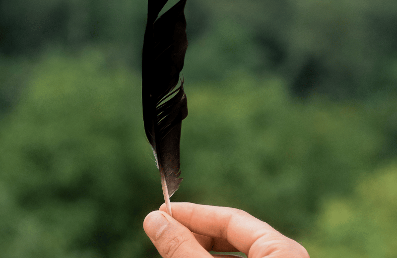 What Does It Mean When You Find a Black Feather?