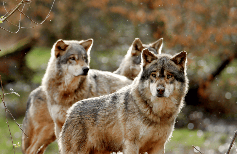 What Does a Wolf Tattoo Symbolise?