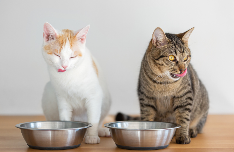 Two cats being fed together