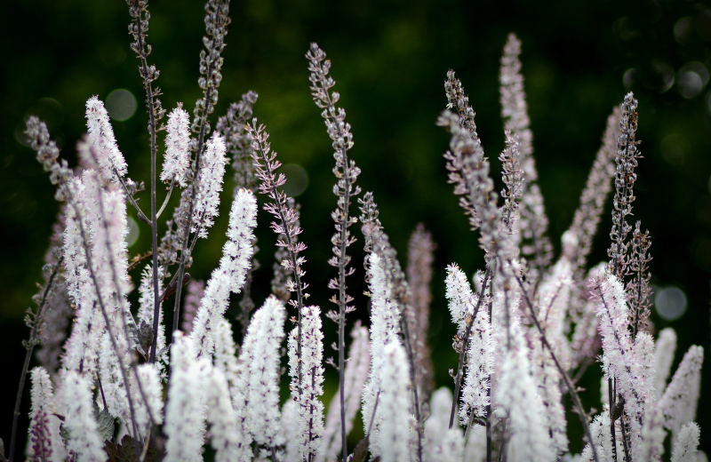 Black Cohosh plant