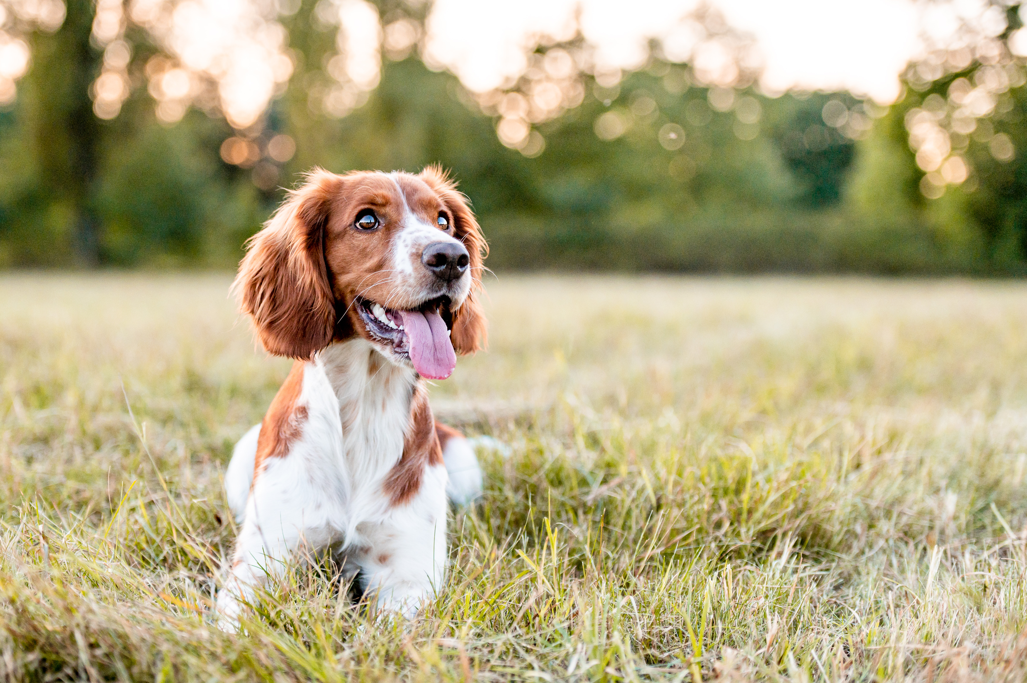 Happy spaniel sitting in field