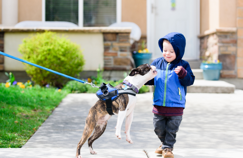 Why It’s Important to Stop Dog Jumping