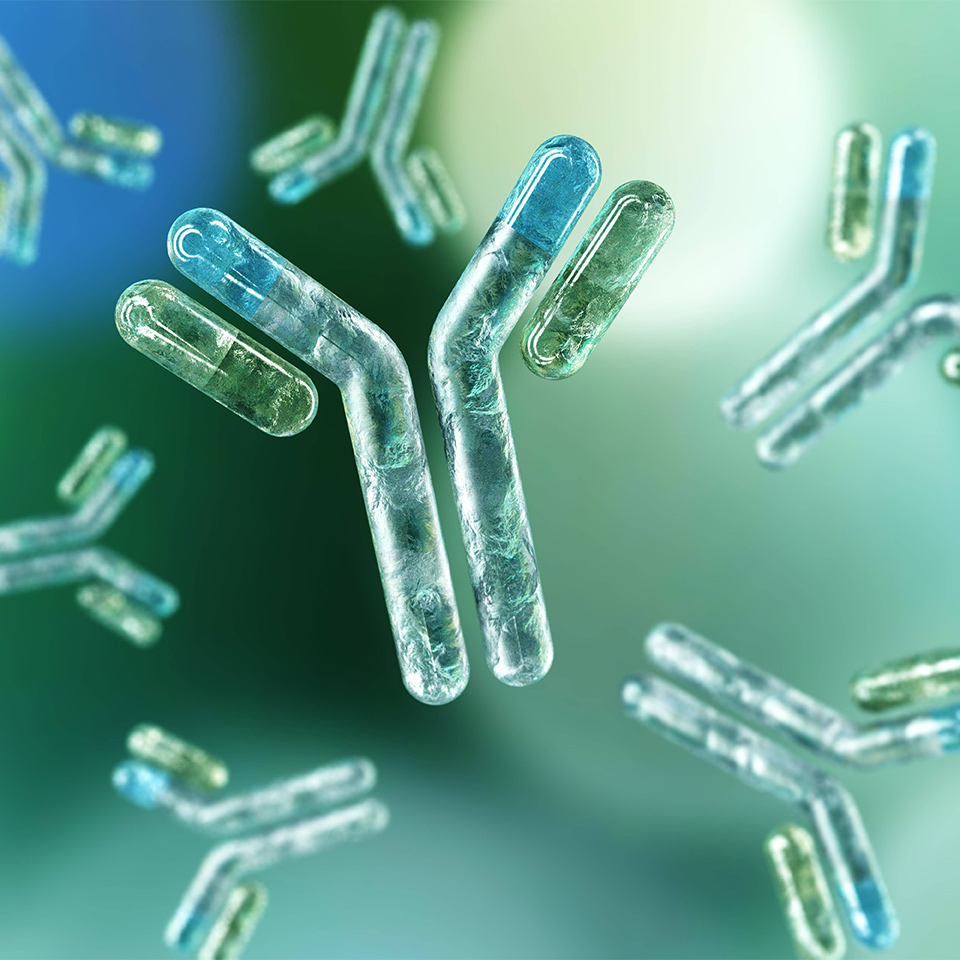 3d illustration of antibodies