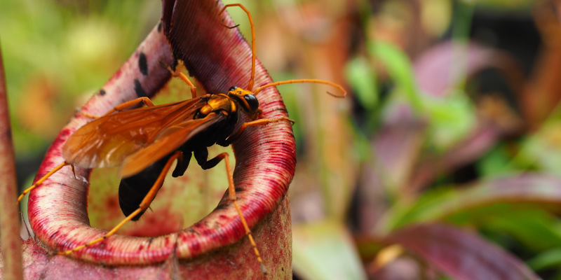 Monkey cups in their natural environment, carnivorous plants