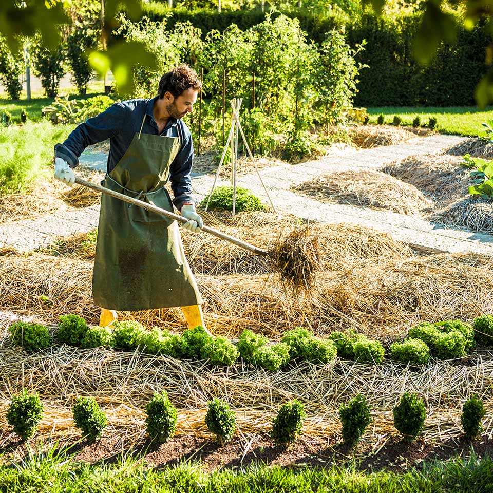 Man working on a synergistic vegetable garden