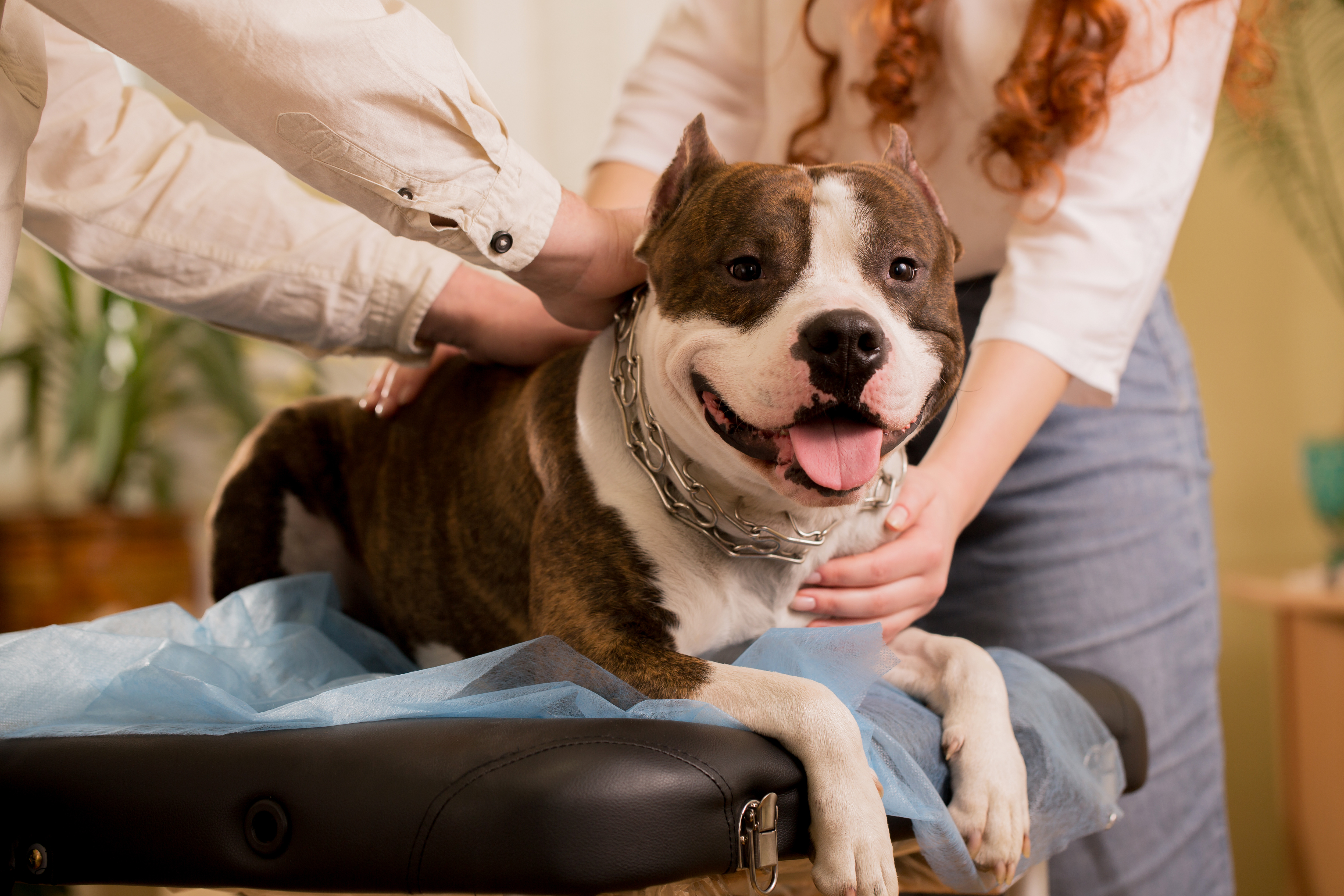 Person practising reiki on a dog