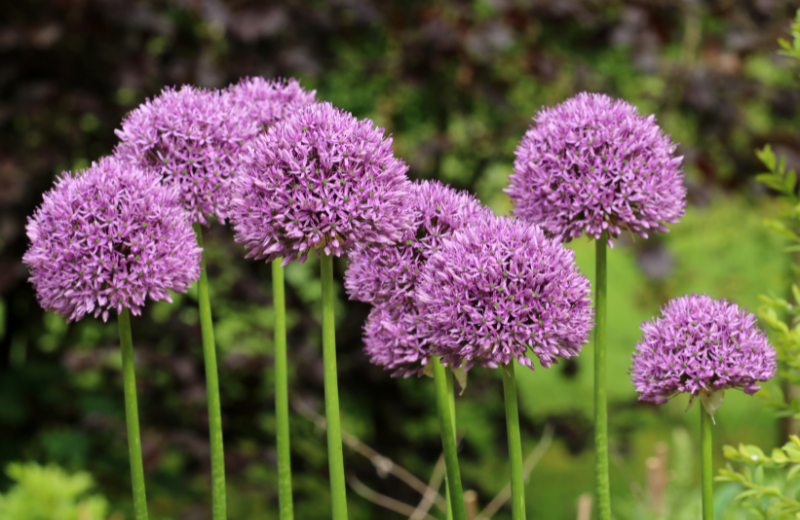 purple Allium flowers