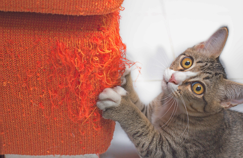kitten scratching sofa