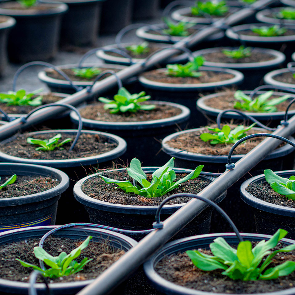 Seedlings being cultivated in a hose type drip irrigation system