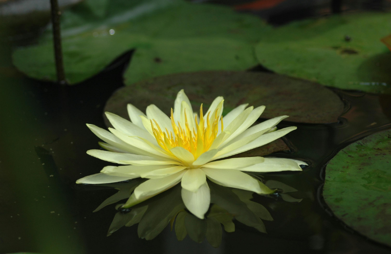 Six of Cups Spiritual Meaning