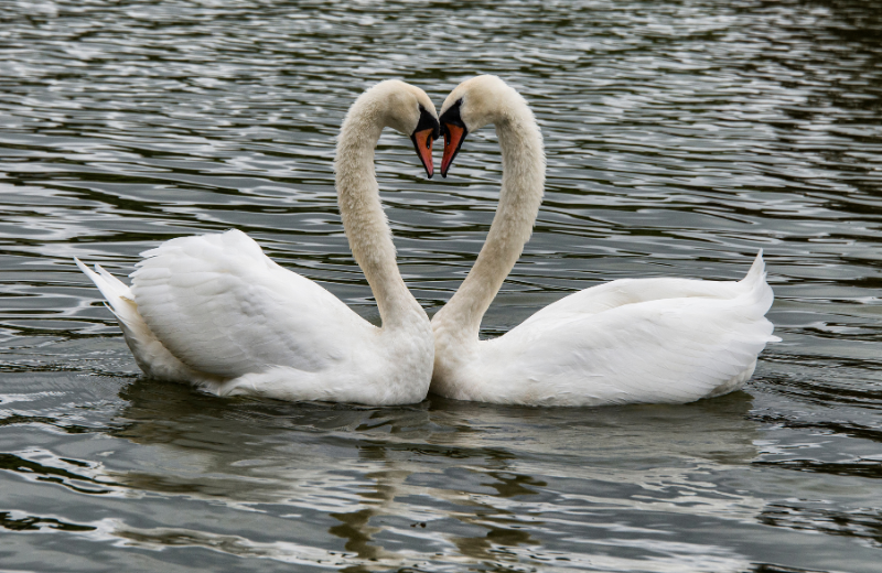 sawns making a love heart
