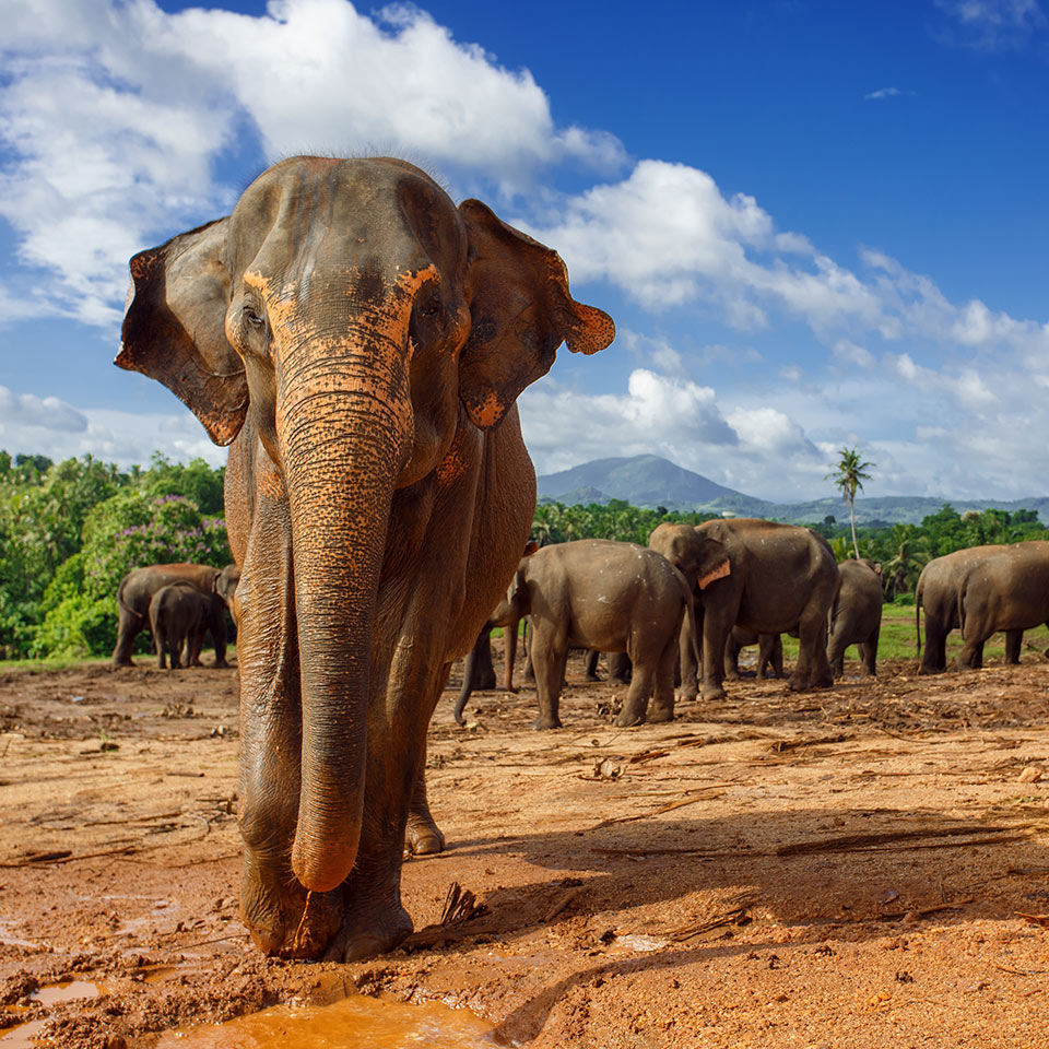 Close up portrait of an Asian elephant