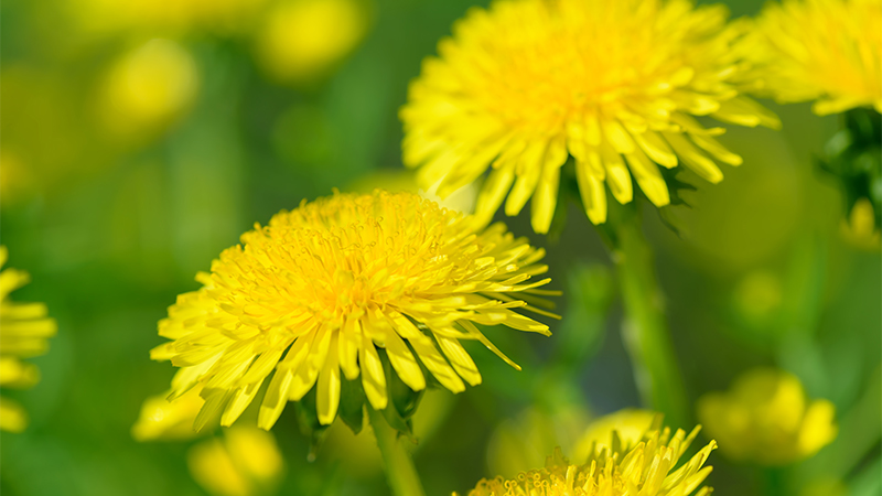 Herbal plants – yellow dandelion flowers