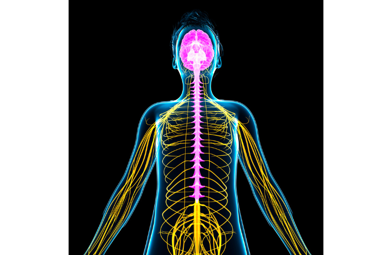 How Does Movement Heal Trauma?