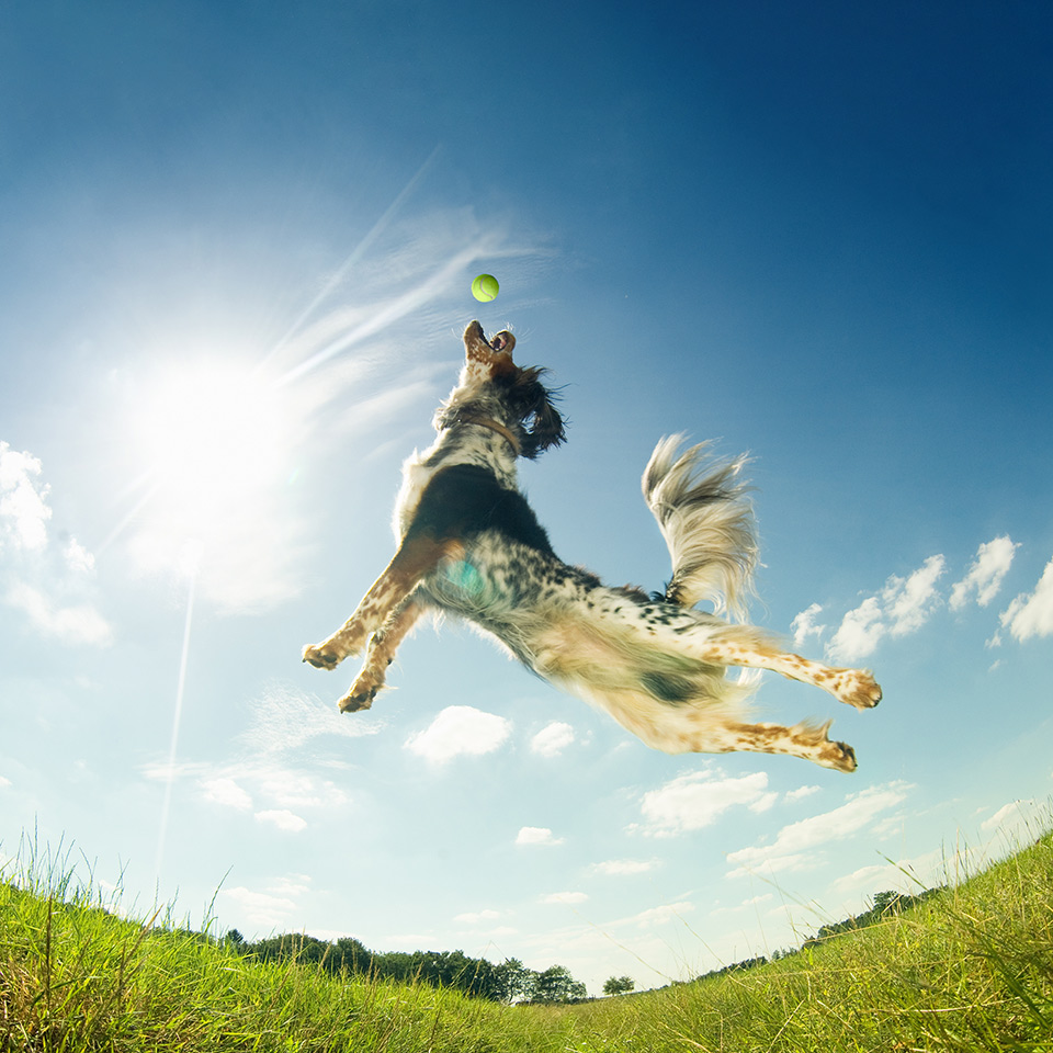 A dog catching a ball in mid-air