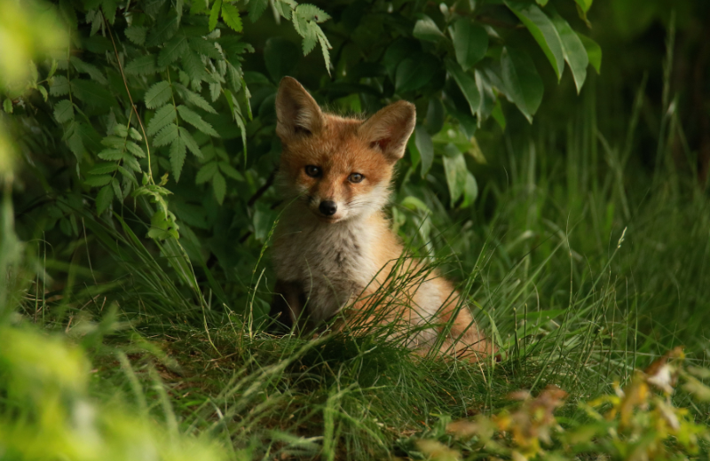 The Wildlife of Mount Fuji
