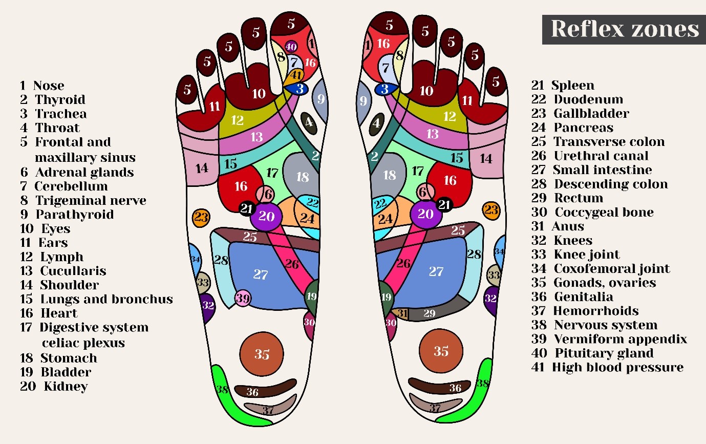 Foot pressure points map in reflexology