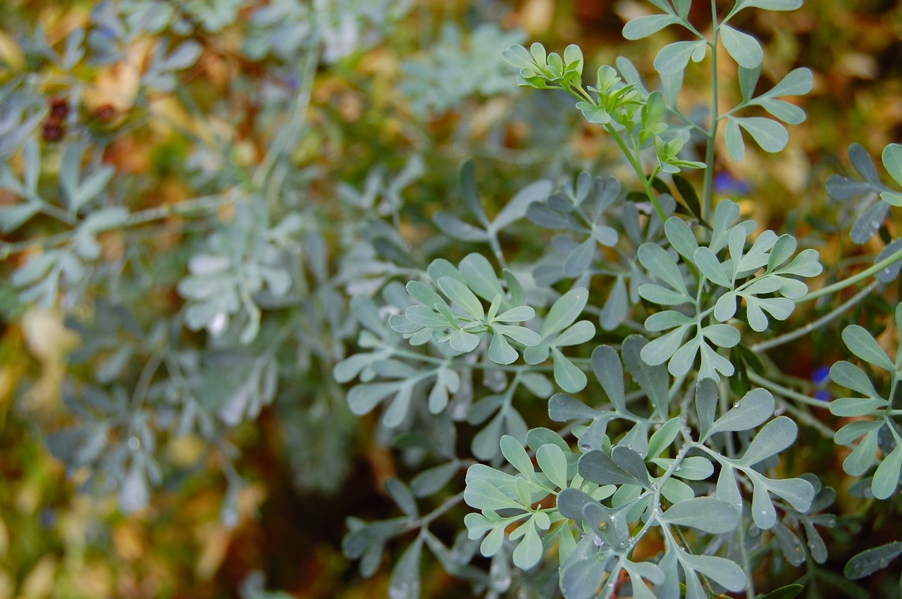Common Rue Herb for Protection