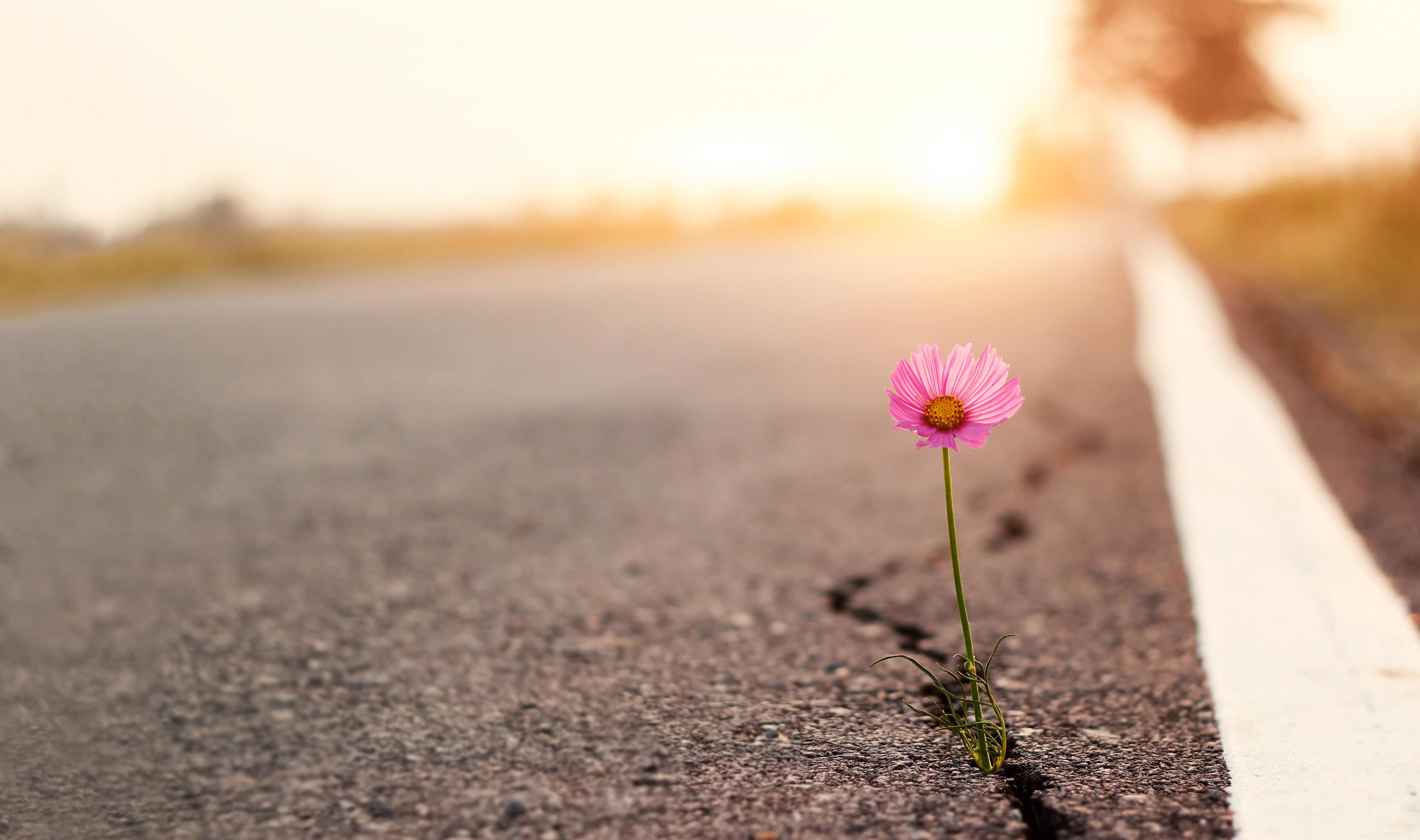 Flower growing through cracks in the road resilience