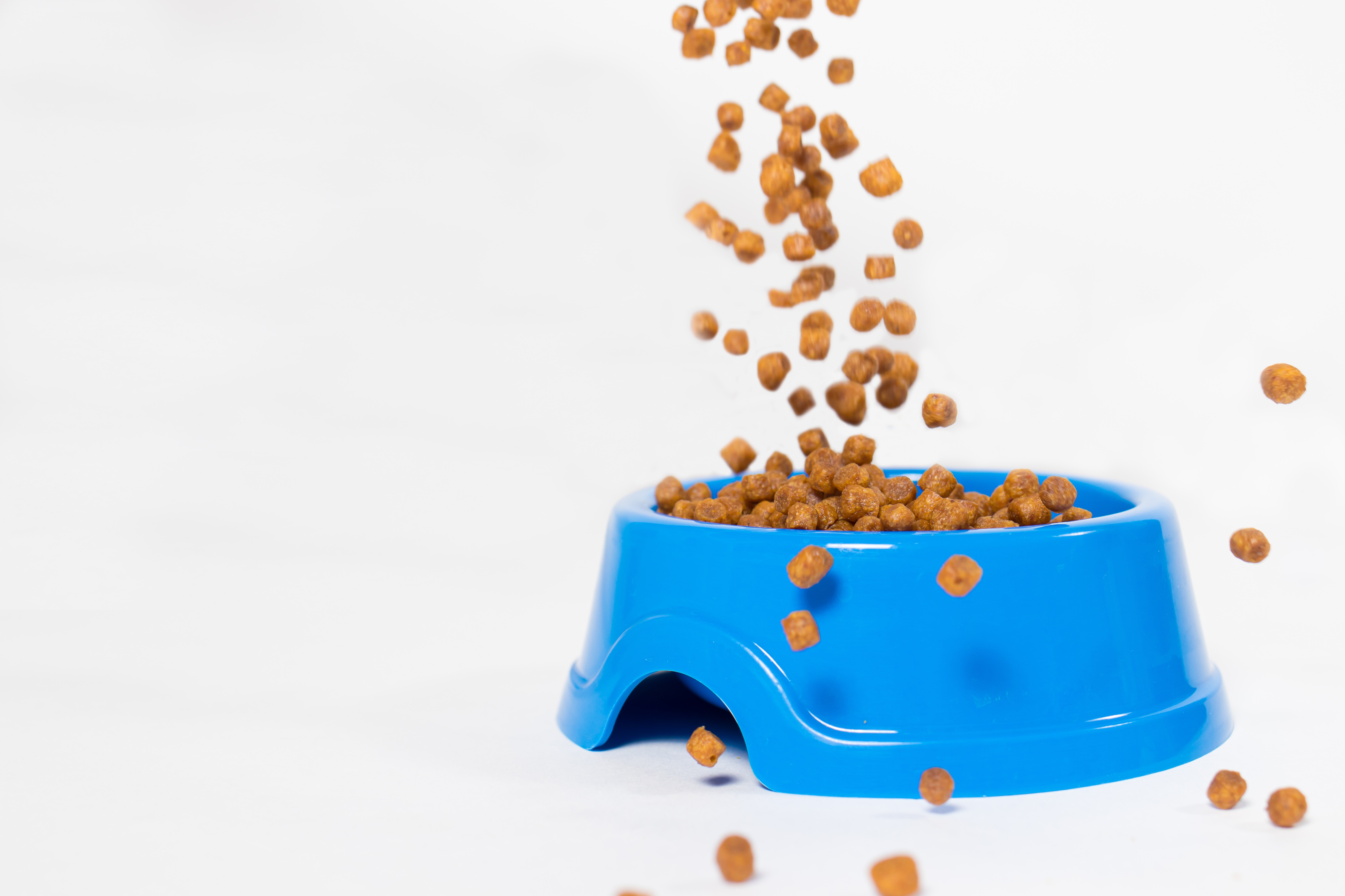 Dog biscuits being poured into dog bowl