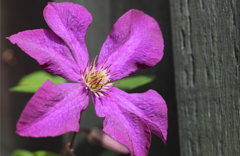 purple Clematis flowers