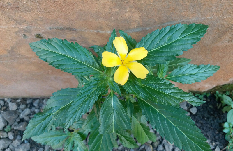 Damiana