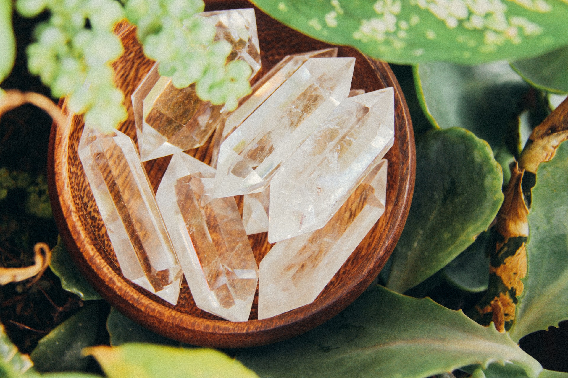 Plant crystals.