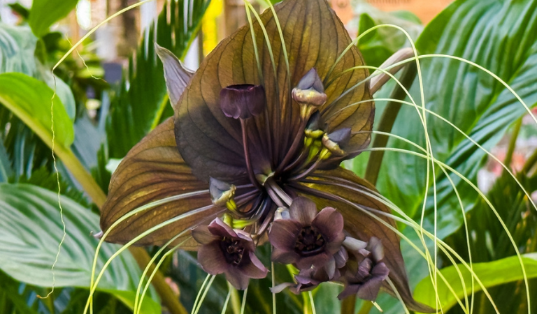 Black Bat Flower