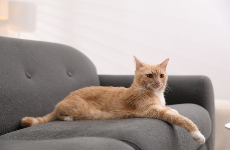 orange house cat on sofa