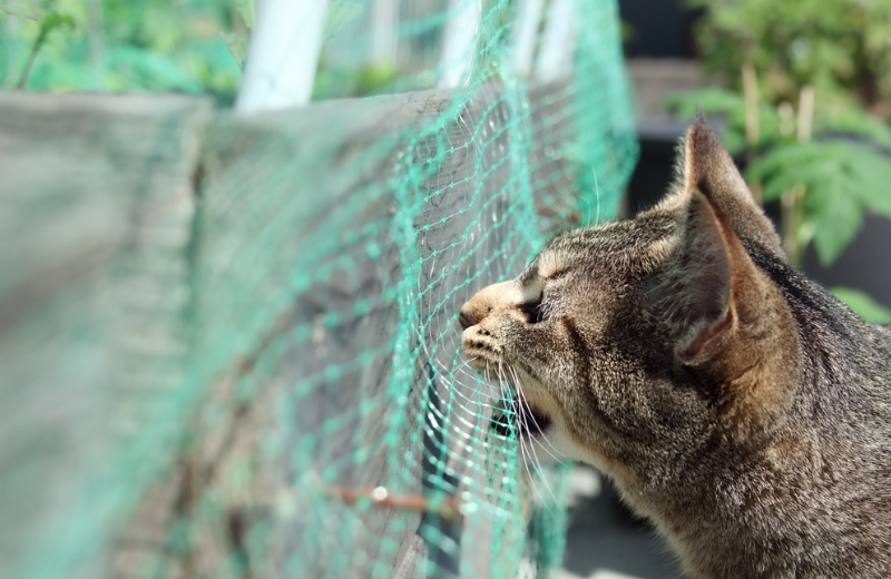 pica brown cat chewing mesh