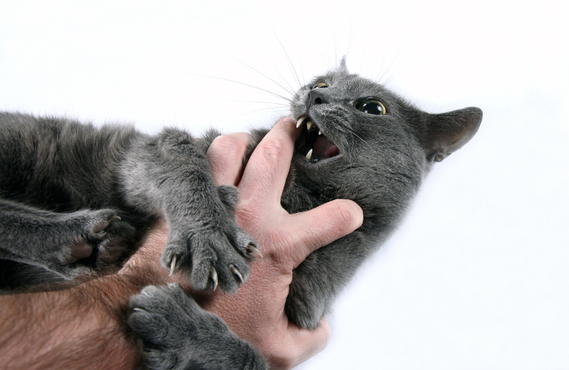 redirected aggression in cats