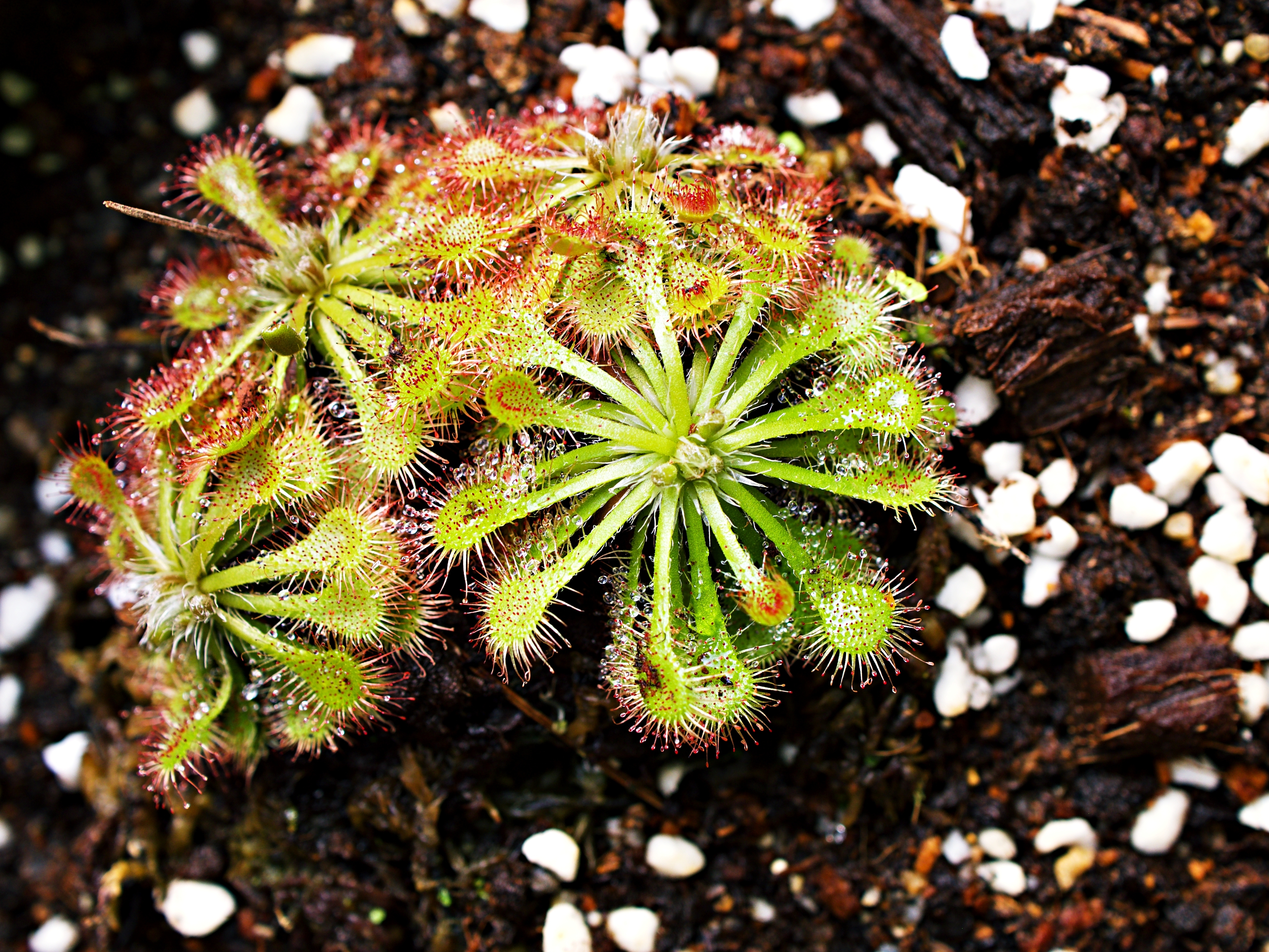 Sundew plant in natural habitat, carnivorous plants