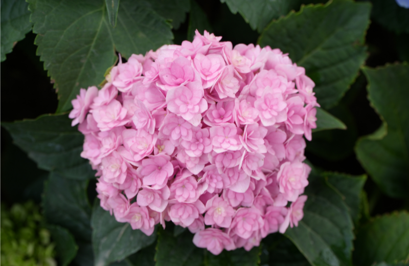 pink Hydrangeas 